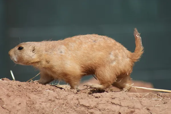 Czarny dodany preria Świstak - cynomys ludovicianus — Zdjęcie stockowe