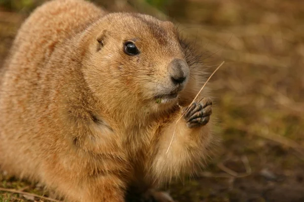 Schwarzschwanz-Präriemurmeltier - cynomys ludovicianus — Stockfoto