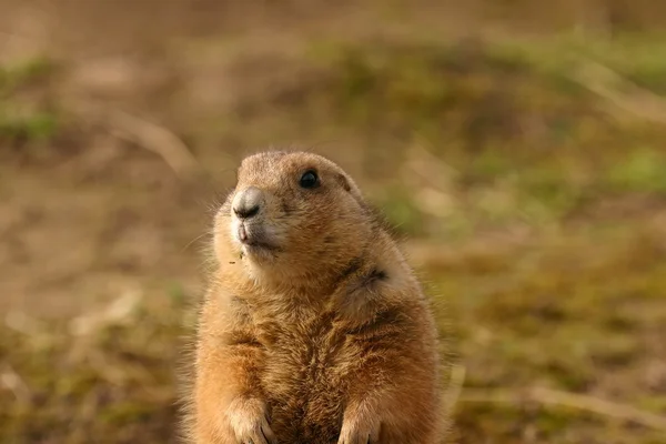 Marmotte des prairies - Cynomys ludovicianus — Photo