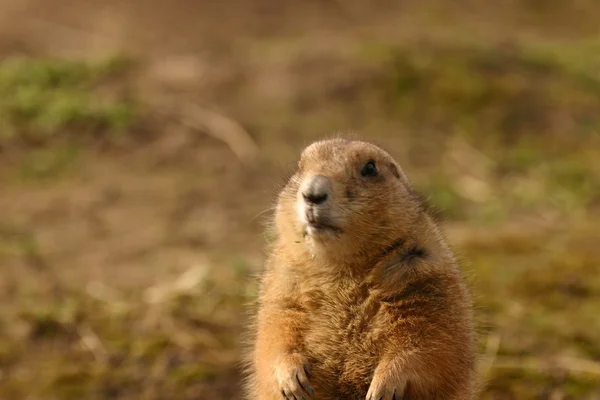 Svartstjärtad prärien murmeldjur - cynomys ludovicianus — Stockfoto