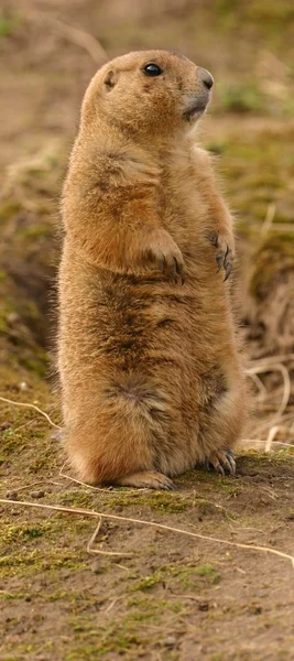 Feketefarkú Prairie mormota - Cynomys ludovicianus — Stock Fotó