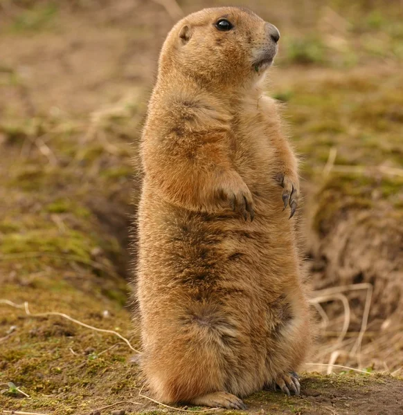 Black-tailed prairie marmotten - cynomys ludovicianus — Stockfoto