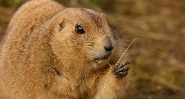 Prairie Marmot de cauda preta - Cynomys ludovicianus — Fotografia de Stock