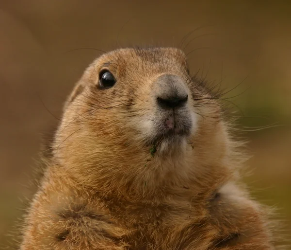 Schwarzschwanz-Präriemurmeltier - cynomys ludovicianus — Stockfoto