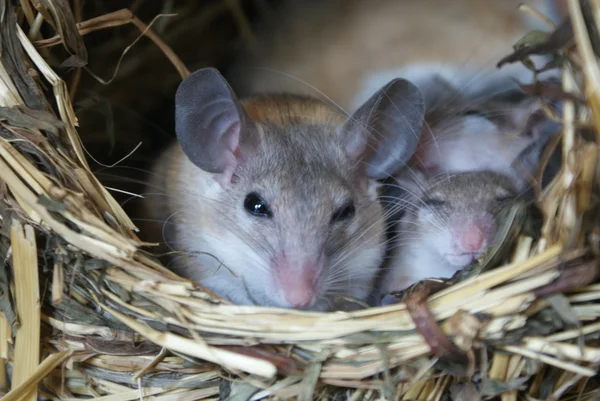 Kahire dikenli faresi - acomys cahirinus dimidiatus