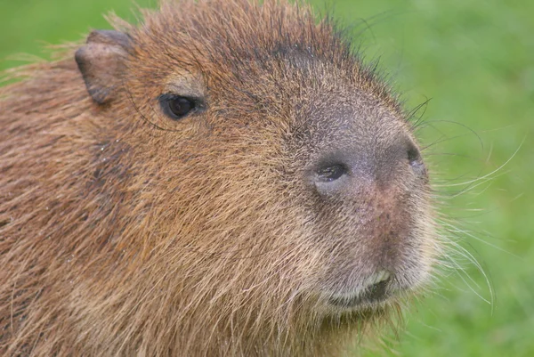 Kapybara - hydrochoerus hydrochaeris — Stock fotografie