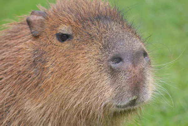 Capybara - Hydrochoerus hydrochaeris — Stock Photo, Image