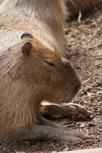 Capybara - Hydrochoerus hydrochaeris — Stock Photo, Image