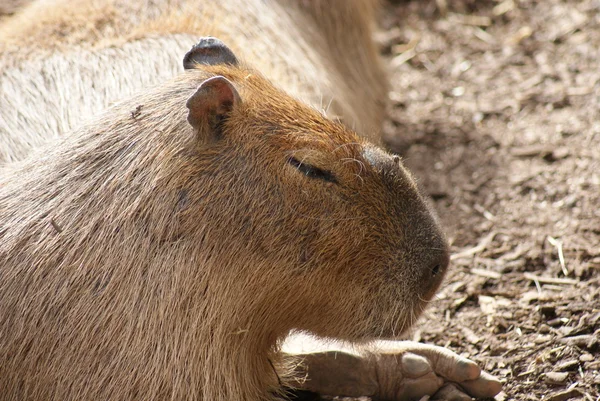 Capybara - Hydrochoerus hydrochaeris – stockfoto