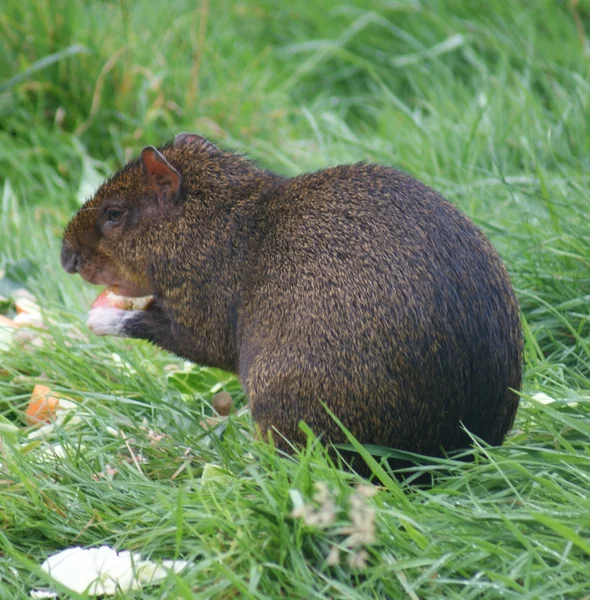 중앙 아메리카 Agouti-Dasyprocta punctata — 스톡 사진