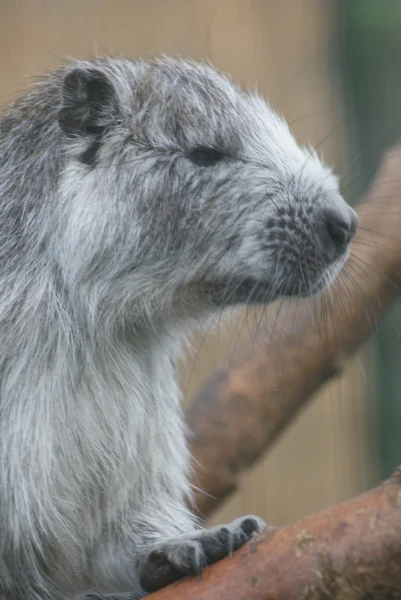 Cuban Hutia Capromys pilorides (dalam bahasa Inggris). — Stok Foto