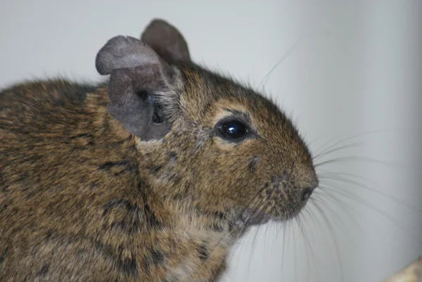 Degoe - octodon degus — Stockfoto