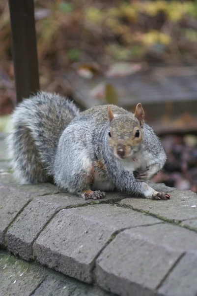 Серая белка - Sciurus carollensis — стоковое фото