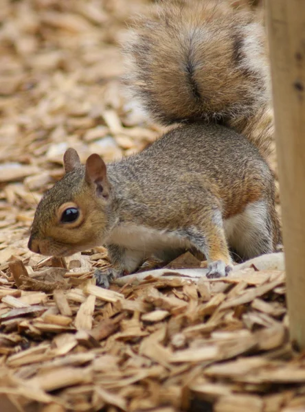 Szürke mókus - sciurus carolinensis — Stock Fotó