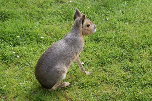 Patagonii mara - dolichotis patagonum — Zdjęcie stockowe