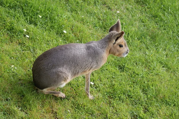 Patagonische mara - dolichotis patagonum — Stockfoto