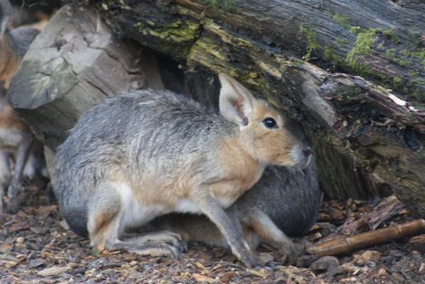 Patagônia Mara - Dolichotis patagonum — Fotografia de Stock