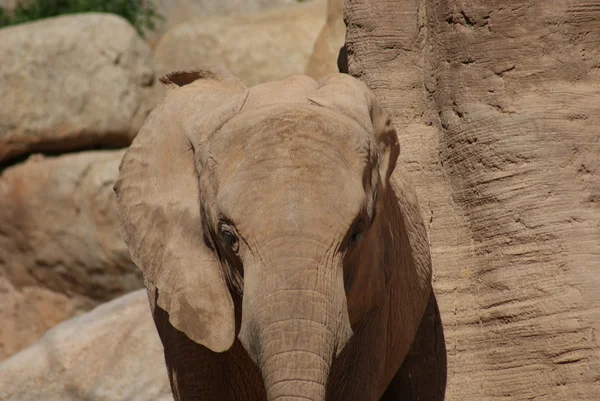 Elefante africano Bush - Loxodonta africana — Foto de Stock