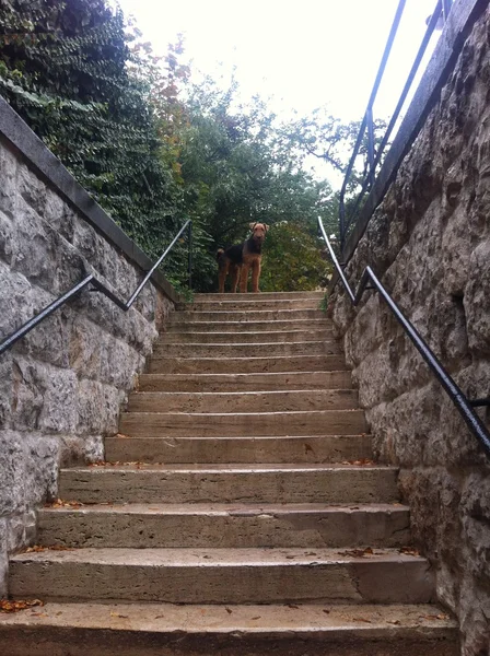 Guardián de la escalera — Foto de Stock