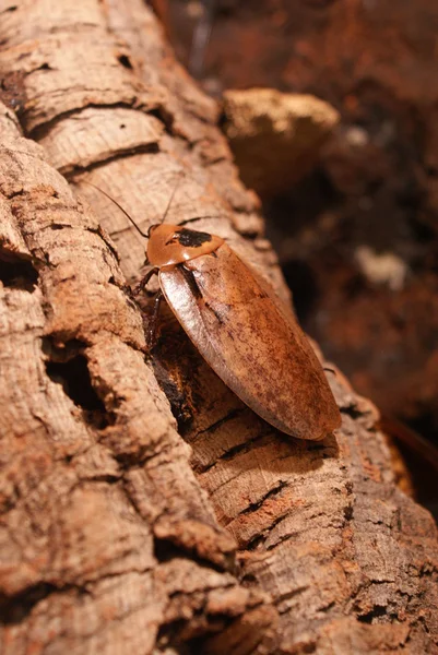 Buffalo Cockroach - Archimandrita tesselata — Stock Photo, Image