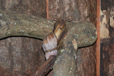 Dev Afrika kara salyangoz - achatina achatina