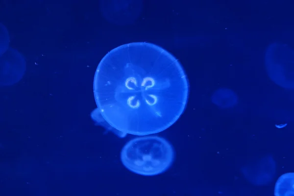 Medúza medúza — Stock fotografie