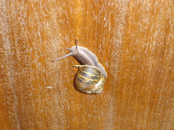 Garden Snail - Helix aspersa — Stock Photo, Image