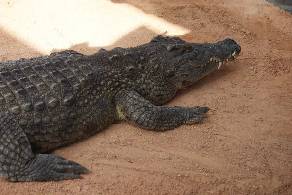 Nilen krokodil - crocodylus niloticus — Stockfoto