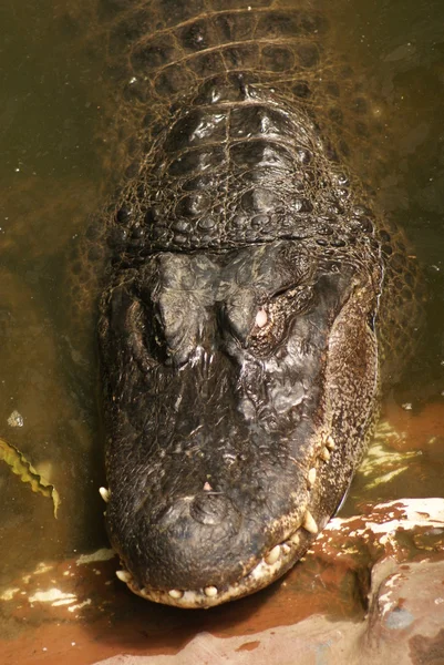 Американский аллигатор - Alligator mississippiensis — стоковое фото