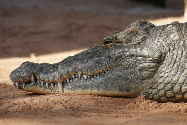 Nil timsahı - crocodylus niloticus — Stok fotoğraf