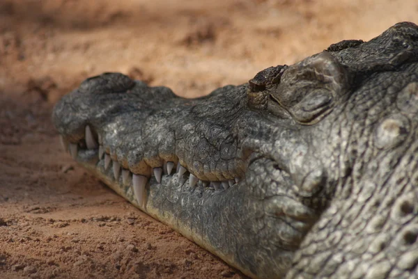 Nílusi krokodil - Crocodylus niloticus — Stock Fotó