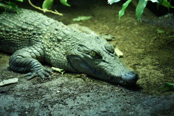 Philippine Crododile - Crocodylus mindorensis — Stock Photo, Image