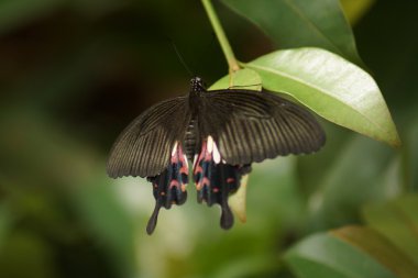 mariposa común Mormón - papilo polytes