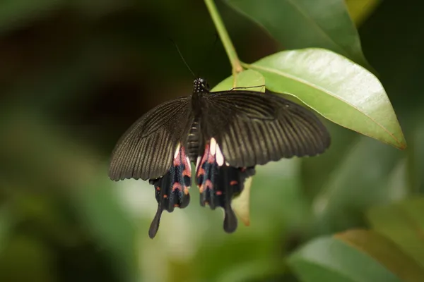 Mariposa mormona común - Papilo polytes — Foto de Stock