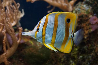 Copperband Butterflyfish - Chelmon rostratus