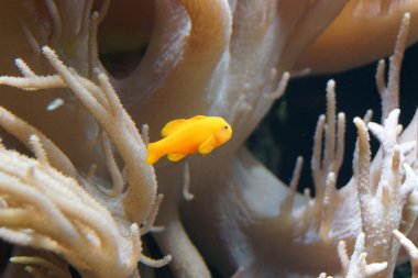 Sarı palyaço kayabalığı - gobiodon okinawae
