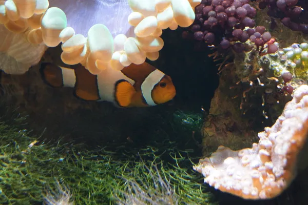 Gemensamma clownfisk - amphiprion ocellaris — Stockfoto