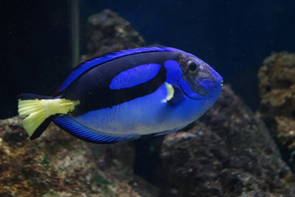 Regal Tang - Paracanthurus hepatus — Stock Photo, Image