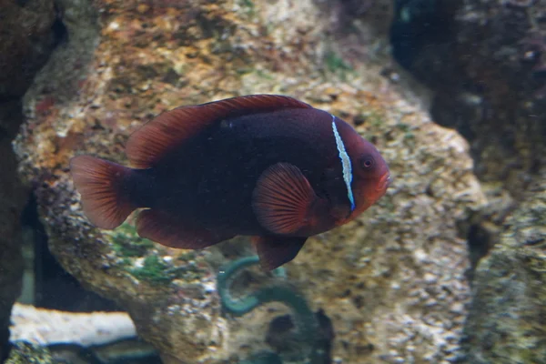 Domates anemonefish - amphiprion frenatus — Stok fotoğraf