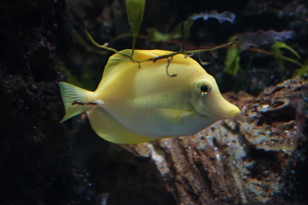 Жовта Тан - Zebrasoma flavescens — стокове фото