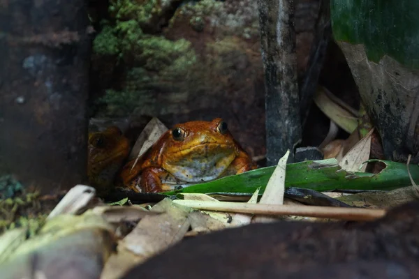 Sambava żaba pomidorowa - dyscophus guineti — Zdjęcie stockowe