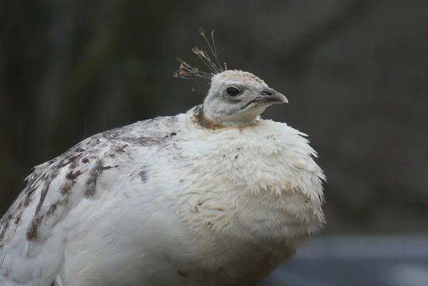 Indische pfaueneule - pavo cristatus — Stockfoto