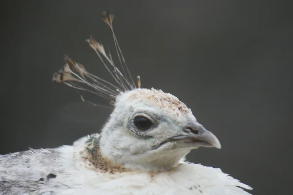 Индийская Peafowa - Pavo Cristatus — стоковое фото