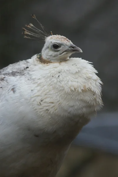 Индийская Peafowa - Pavo Cristatus — стоковое фото