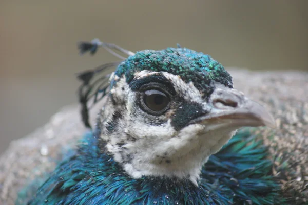 Peafowl indiano - Pavo Cristatus — Fotografia de Stock