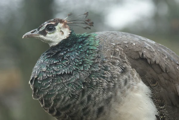 Indiase Pauw - pavo cristatus — Stockfoto