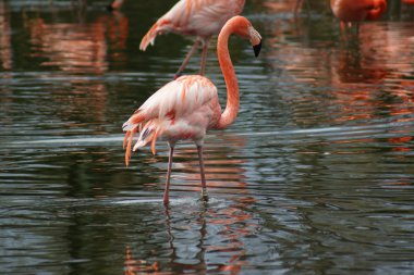 Amerikan flamingo - phoenicopterus ruber