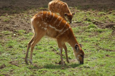 Batı - yayılım gösterir: Angola