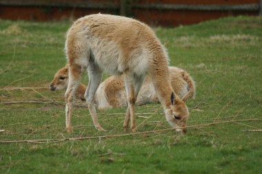 Vicuna - Vicugna vicugna