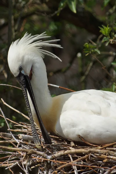 Kanalasgém - Platalea leucorodia — Stock Fotó